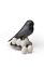 Набор магнитов Egg Sparrow, Черно-Белый